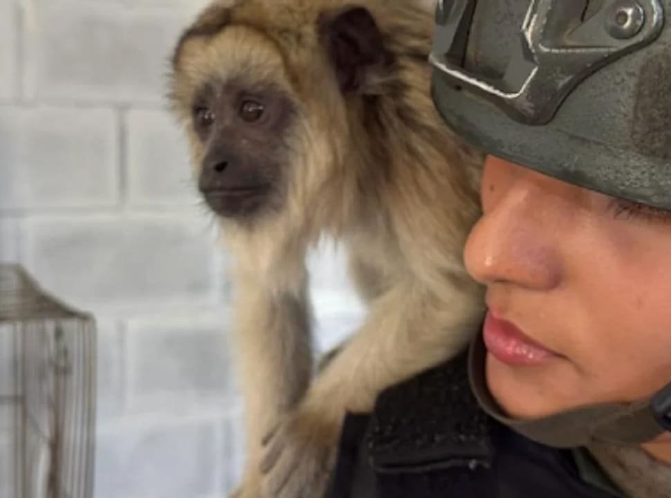 La Matanza: rescataron a un mono en cautiverio en el barrio Puerta de Hierro