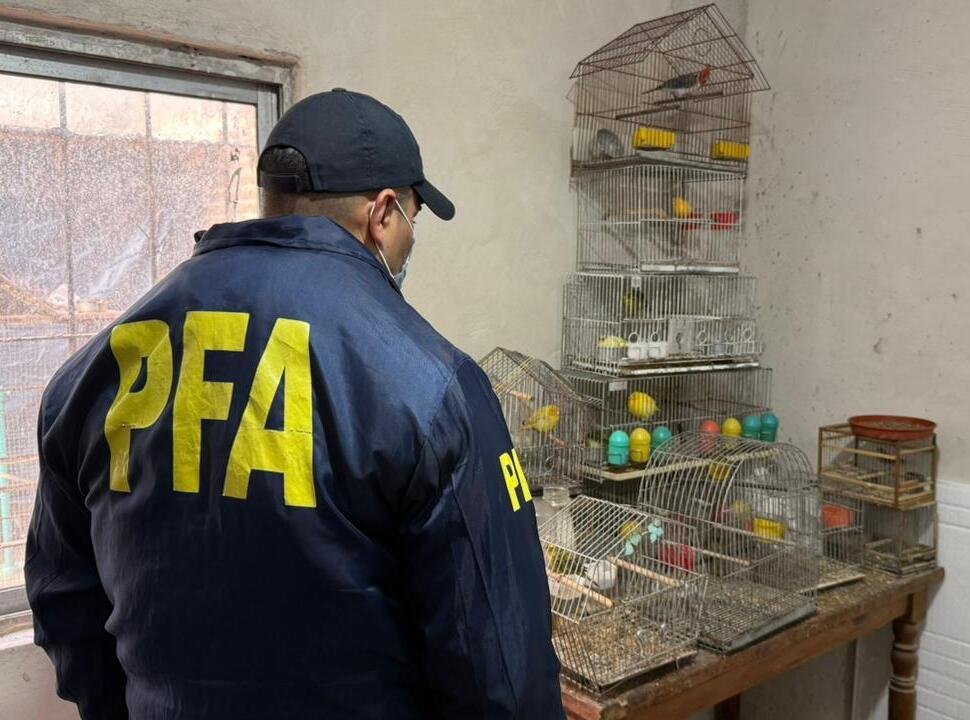 «Operativo Songbird»: rescataron más de 100 aves exóticas en cautiverio en Isidro Casanova
