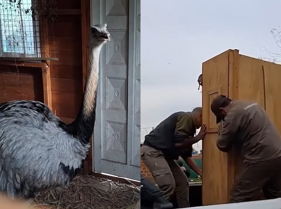 Rescató un ñandú herido en Moreno, lo cuidó en su casa y ahora buscan que vuelva a la naturaleza